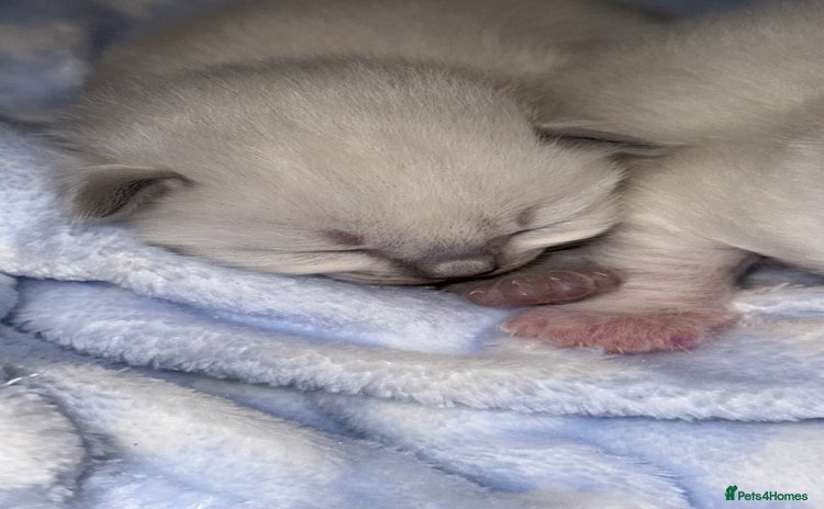 Ragdoll cats - Advert 14