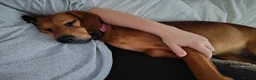 Mixed Breed dogs for adoption: Winnie Beautiful girl Looking for Forever Home  in Wirral - Advert 7