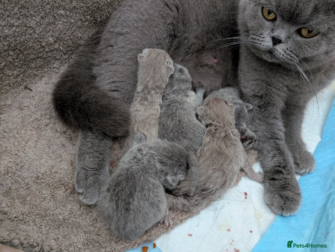 British Shorthair cats for sale: GCCF Registered British Shorthair Kittens for Sale - Image 20
