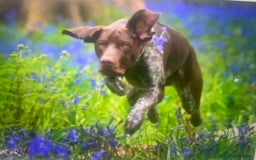 German Shorthaired Pointer dogs for sale: Exceptionally Well Bred German Shorthair Pointer  - Image 14
