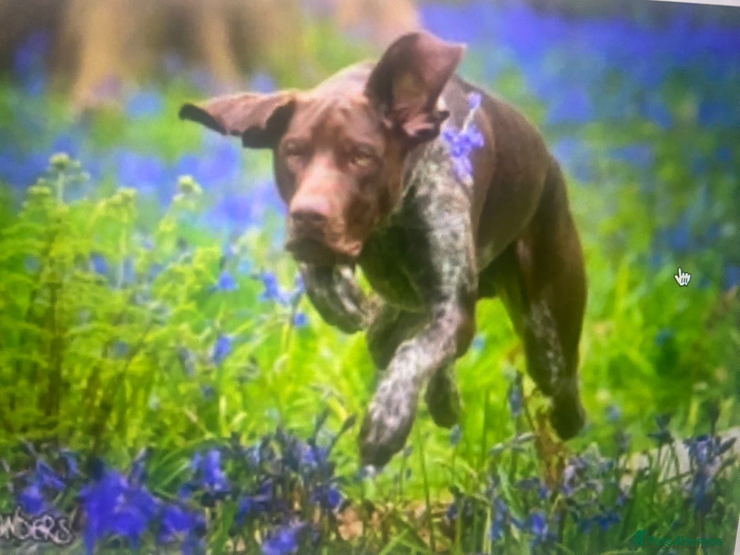 German Shorthaired Pointer dogs for sale: Exceptionally Well Bred German Shorthair Pointer  - Image 14