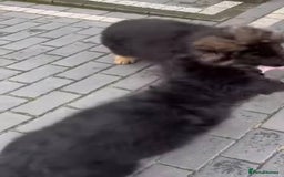 German Shepherd dogs for sale: Intelligent German Shepherd Puppies for Sale - Image 5