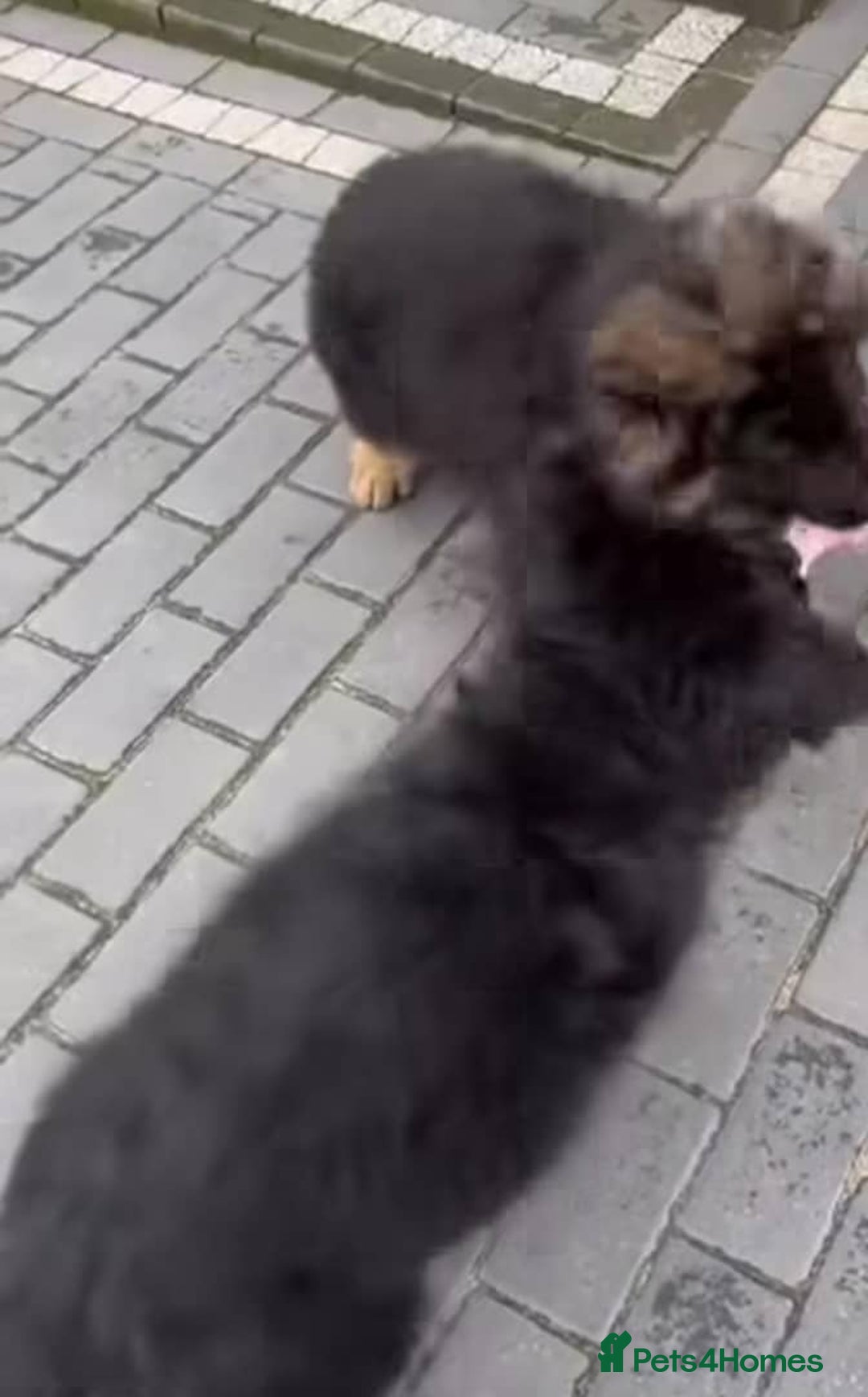 German Shepherd dogs for sale: Intelligent German Shepherd Puppies for Sale - Image 5