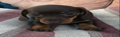 Miniature Dachshund 6