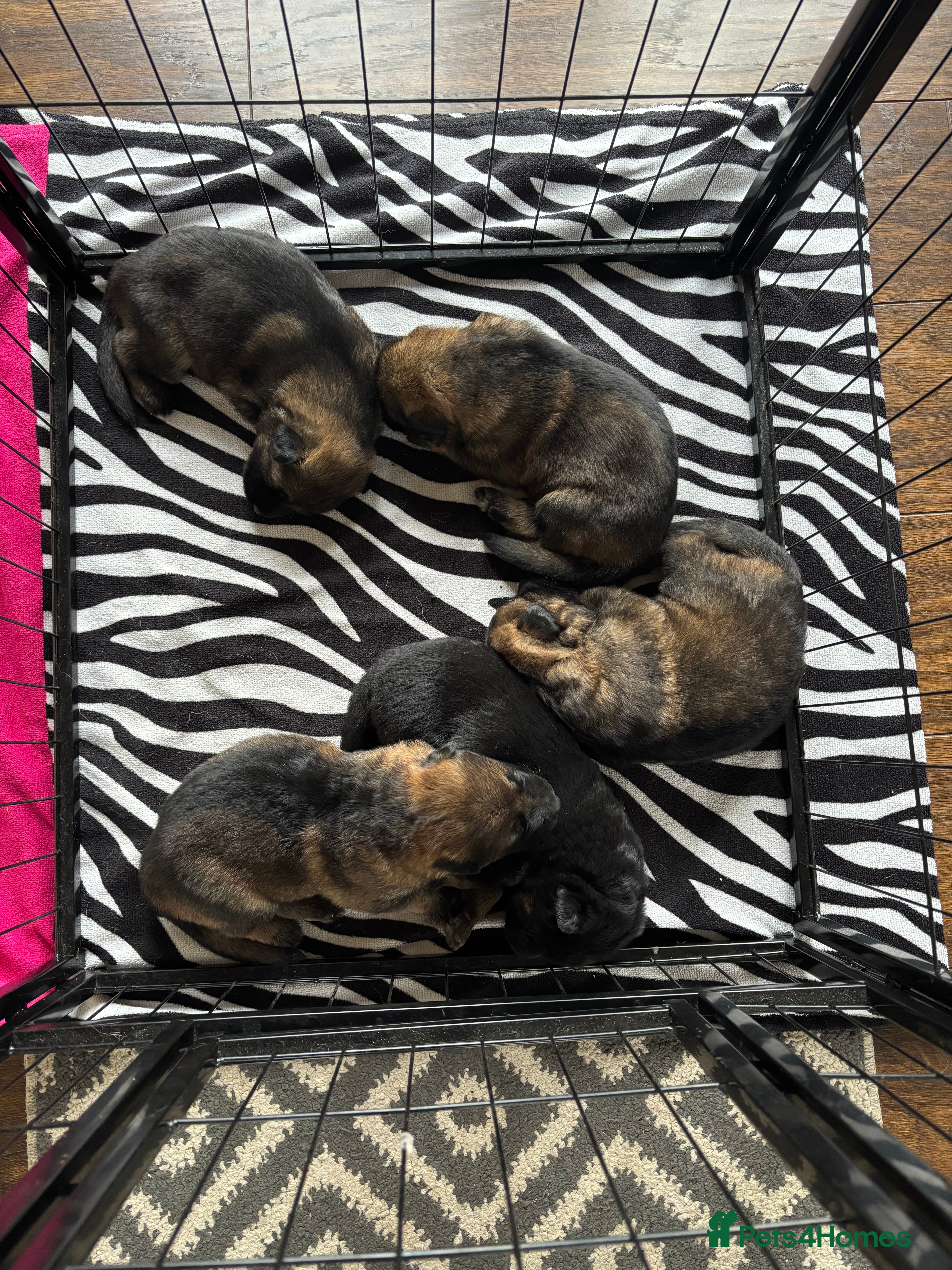 German Shepherd dogs Chunky German shepherd pups - Advert 1