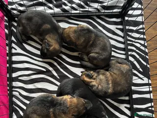 German Shepherd dogs Chunky German shepherd pups - Advert 8