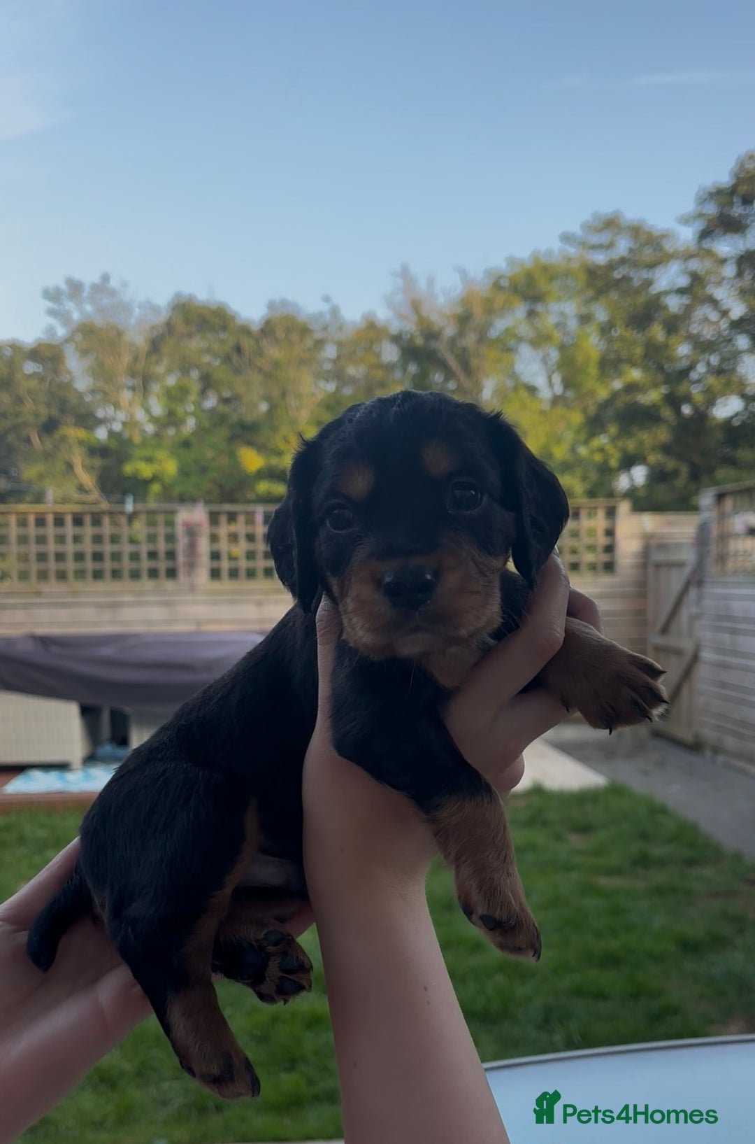 Cocker Spaniel dogs for sale: Working Cocker Spaniels  - Image 9