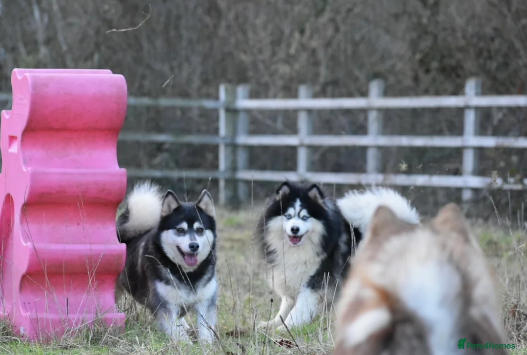 Pomsky dogs for sale: Stunning Pomsky puppies from health tested parents - Advert 38