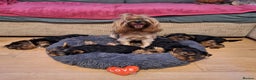 Yorkshire Terrier dogs for sale: Yorkshire Terrier Puppies (2 left) - Advert 26