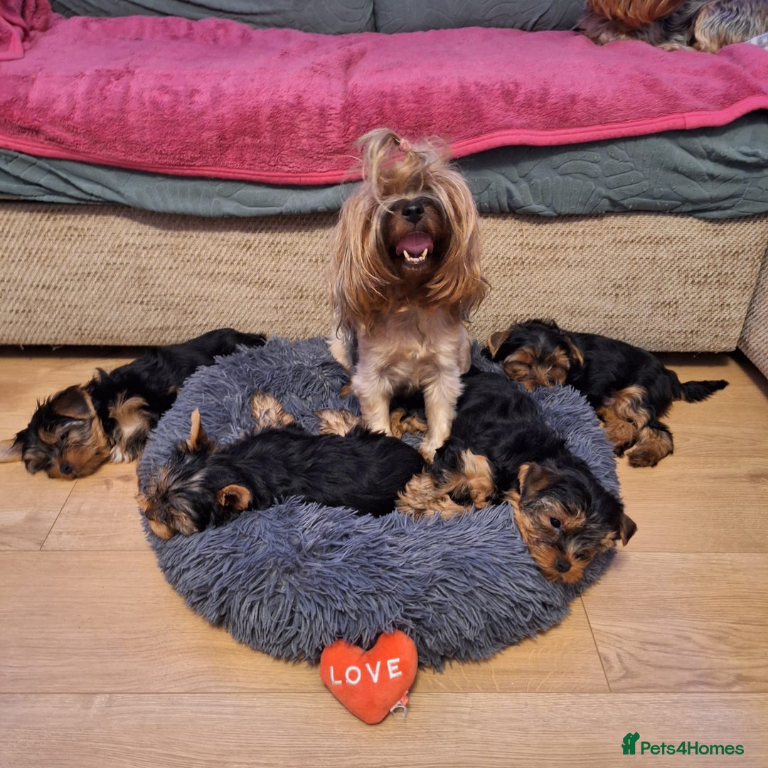 Yorkshire Terrier dogs for sale: Yorkshire Terrier Puppies (2 left) - Advert 26