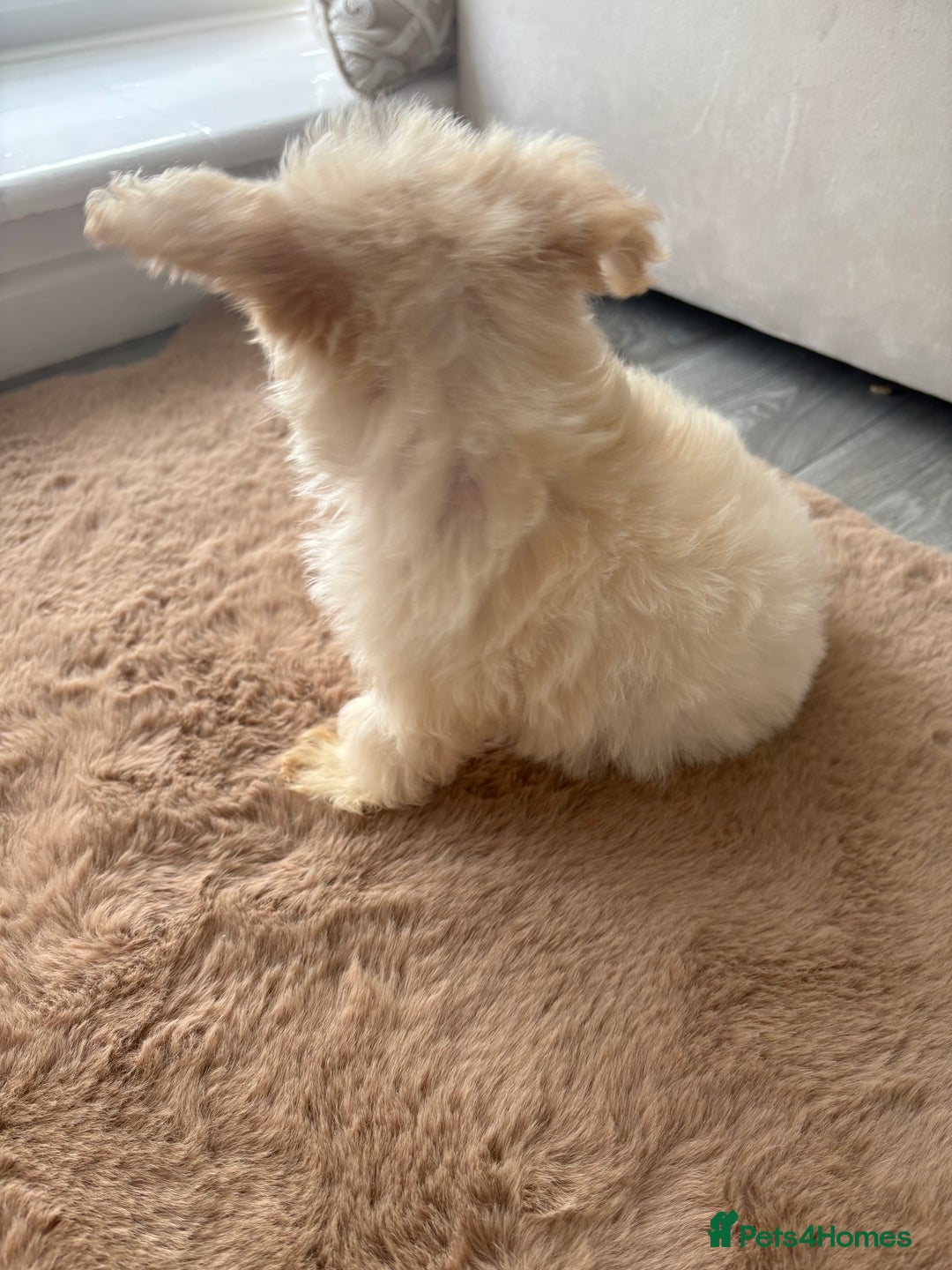 Maltipoo dogs for sale: Maltipoo boy puppy  - Image 5