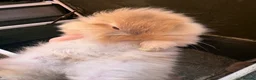 Lionhead rabbits for sale: Baby bunnies  - Advert 1