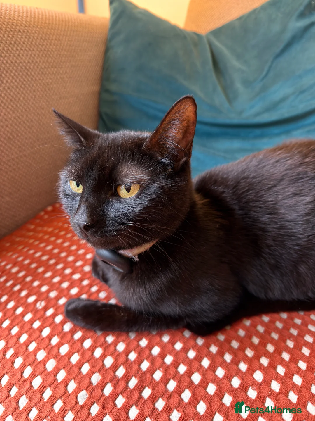 Mixed Breed cats for sale: Rare Gray/Grey Kitten - Advert 8