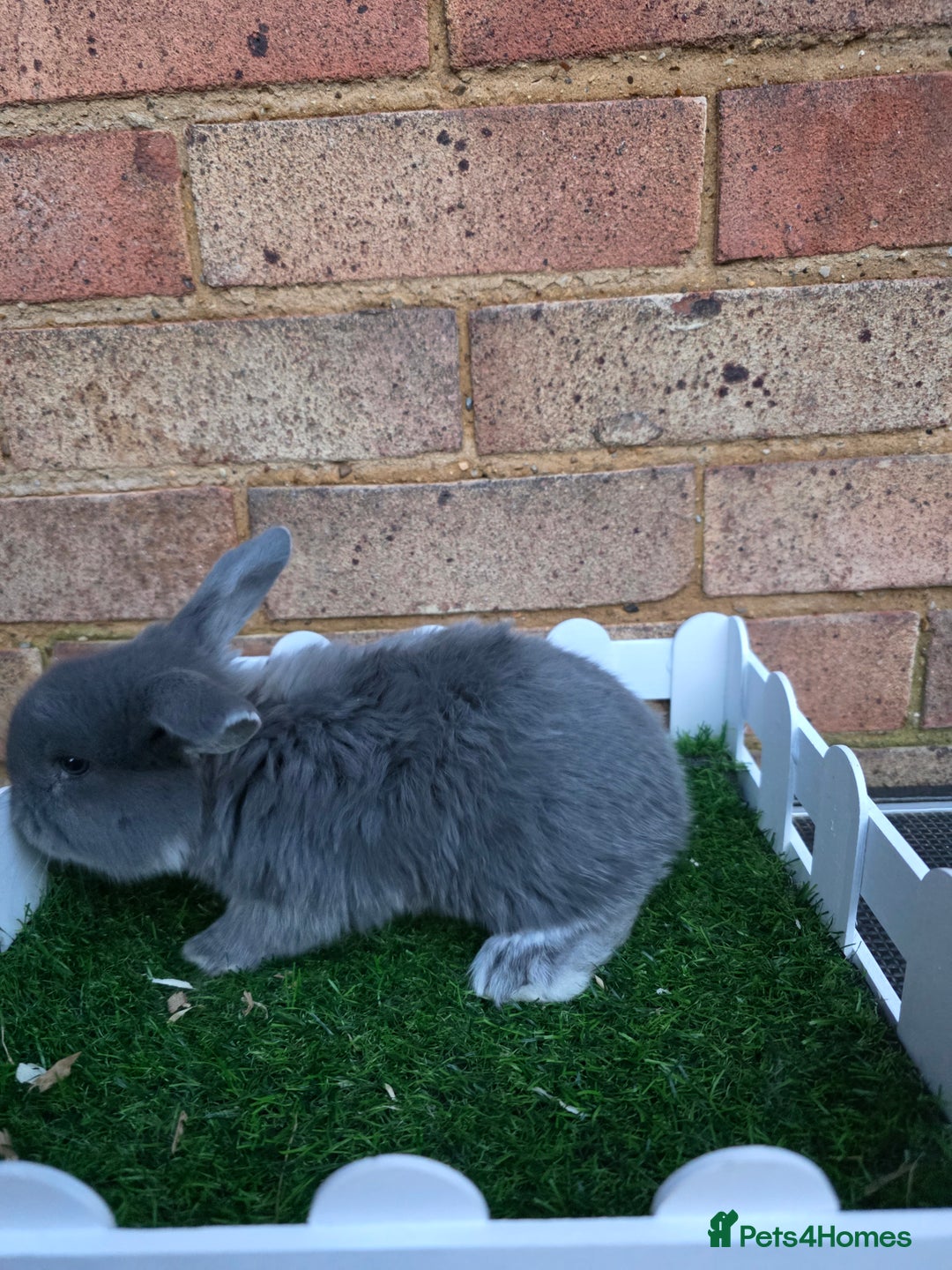 French Lop rabbits for sale: Pure bred French lops - Advert 8