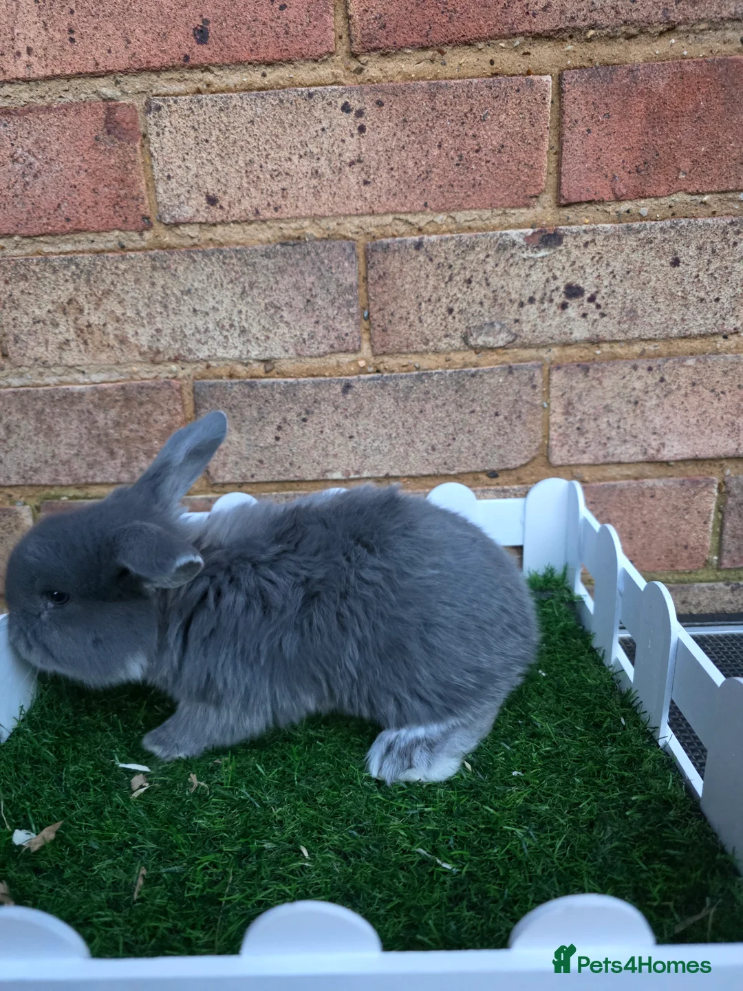 French Lop rabbits for sale: Pure bred French lops - Advert 8
