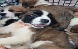Saint Bernard dogs for sale: Saint Bernard puppies  - Image 27