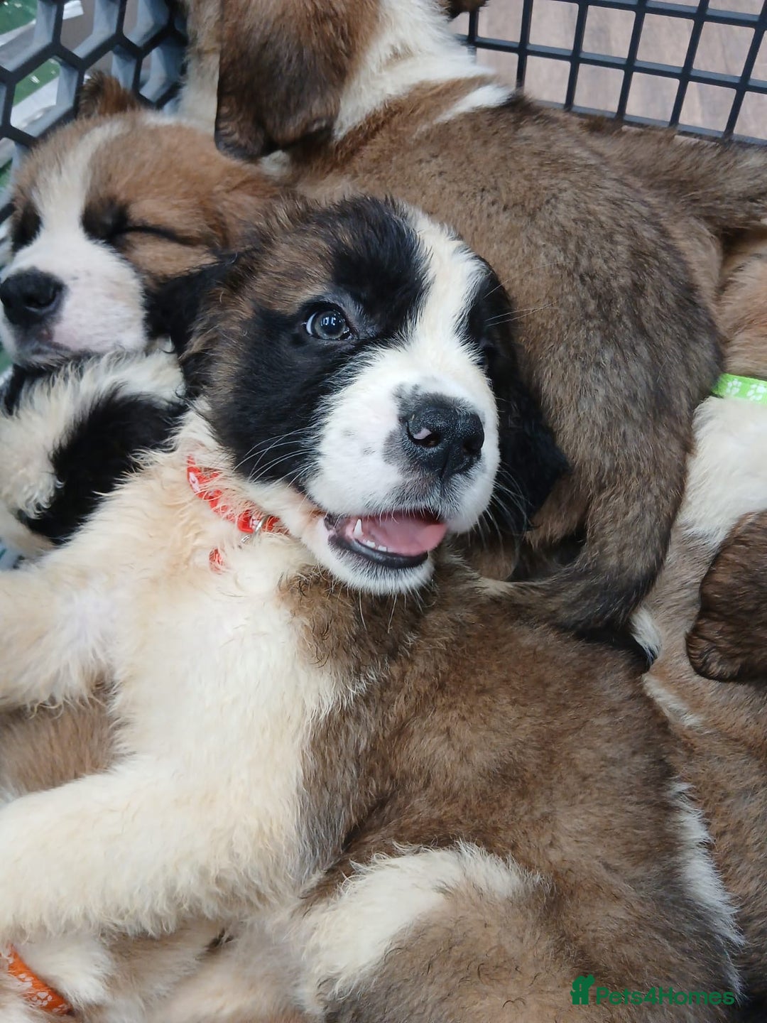 Saint Bernard dogs for sale: Saint Bernard puppies  - Image 27