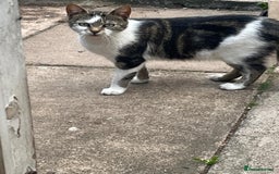 Domestic Shorthair cats for sale: Friendly kittens looking for new families - Image 13