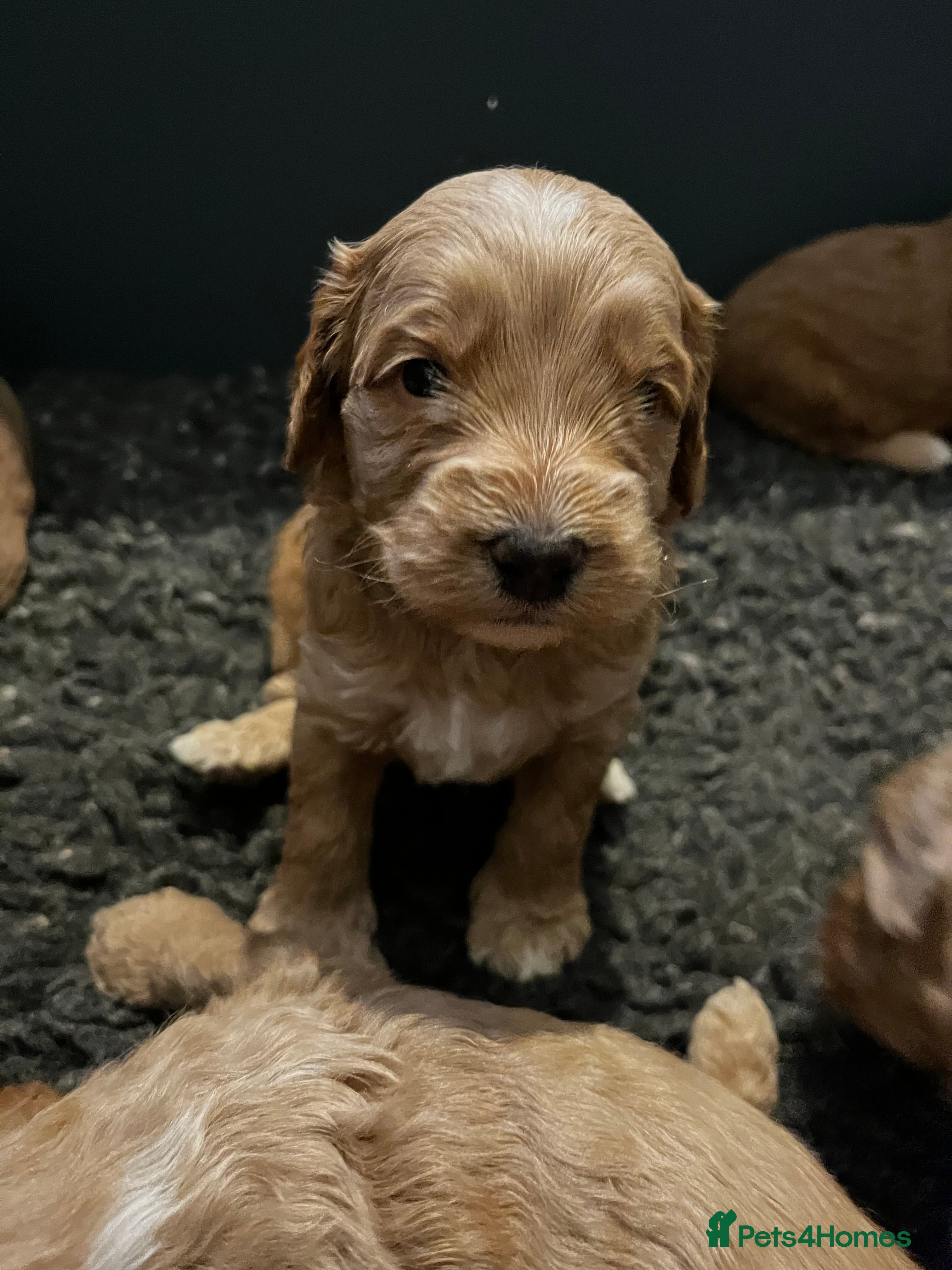 Australian Labradoodle dogs Red and Caramel Australian Labradoodle Puppies  - Advert 2