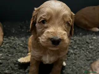 Australian Labradoodle dogs Red and Caramel Australian Labradoodle Puppies - Advert 2
