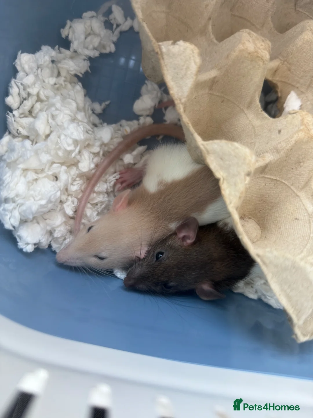 Rat rodents for sale: X2 Baby Rats in Newport - Advert 2