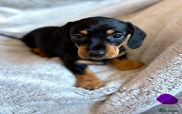 Miniature Dachshund dogs for sale: Adorable Miniature Dachshund Puppies - Image 34