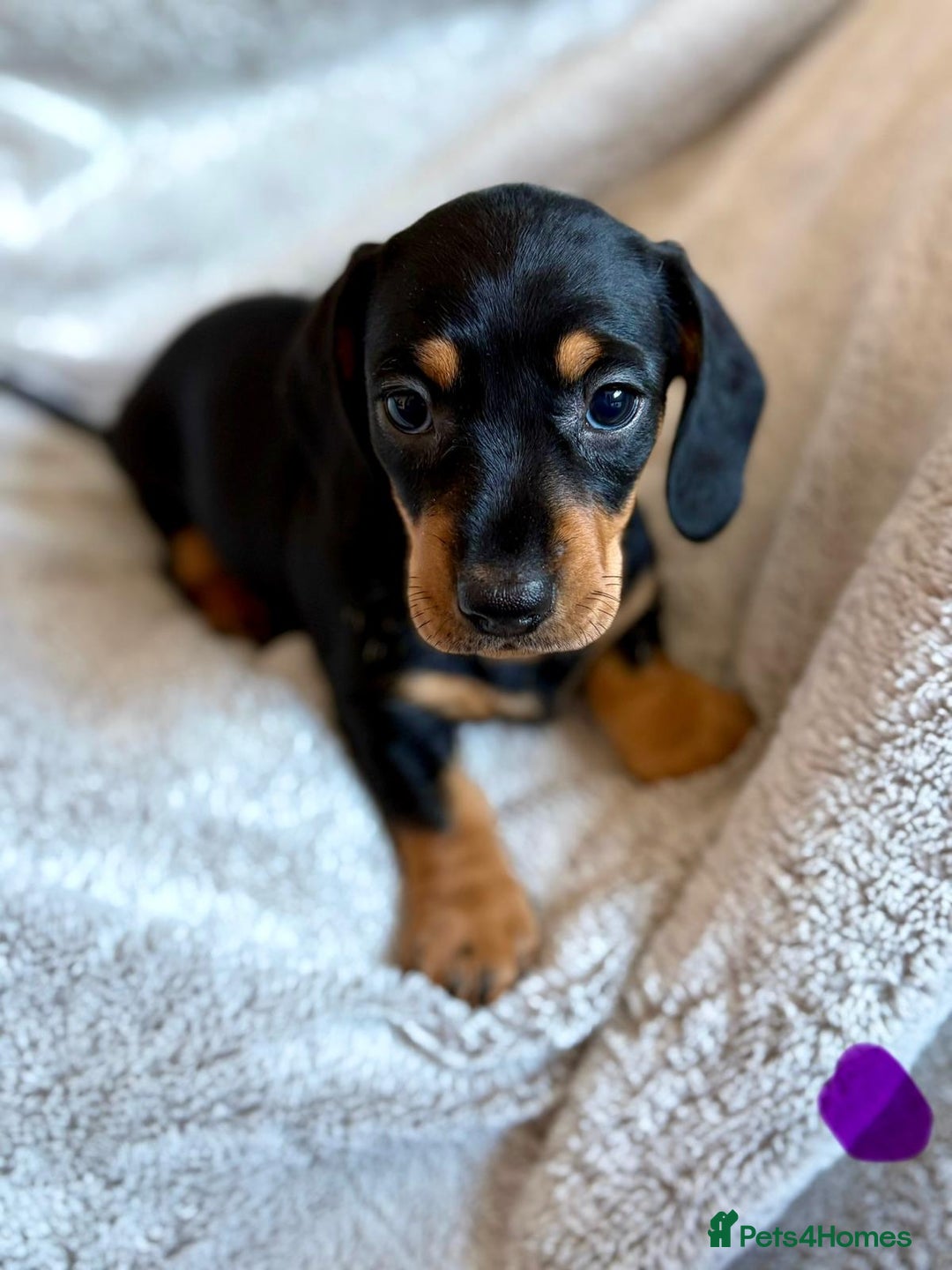 Miniature Dachshund dogs for sale: Adorable Miniature Dachshund Puppies - Image 34