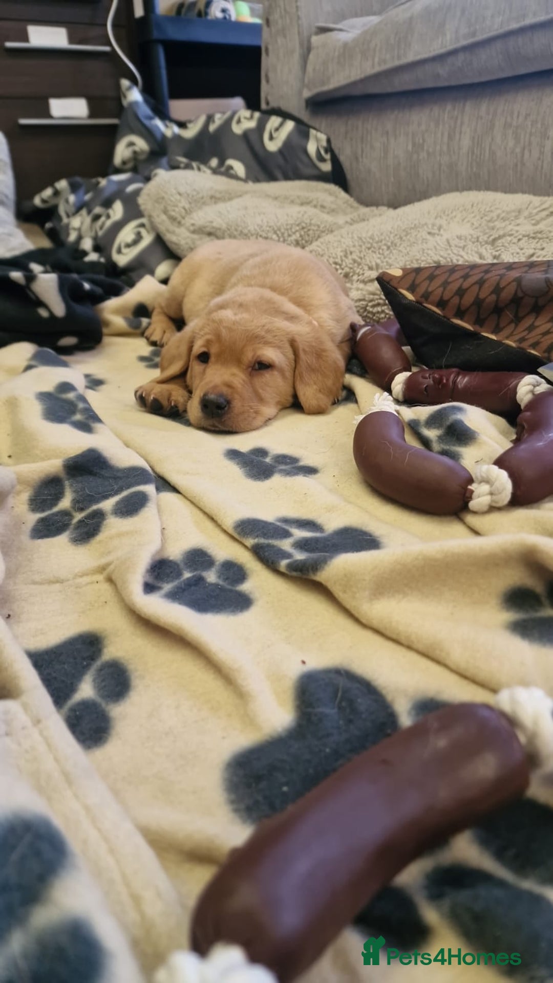 Labrador Retriever dogs for sale: ADORABLE LABRADOR PUPPIES KC REGISTERED - Advert 2