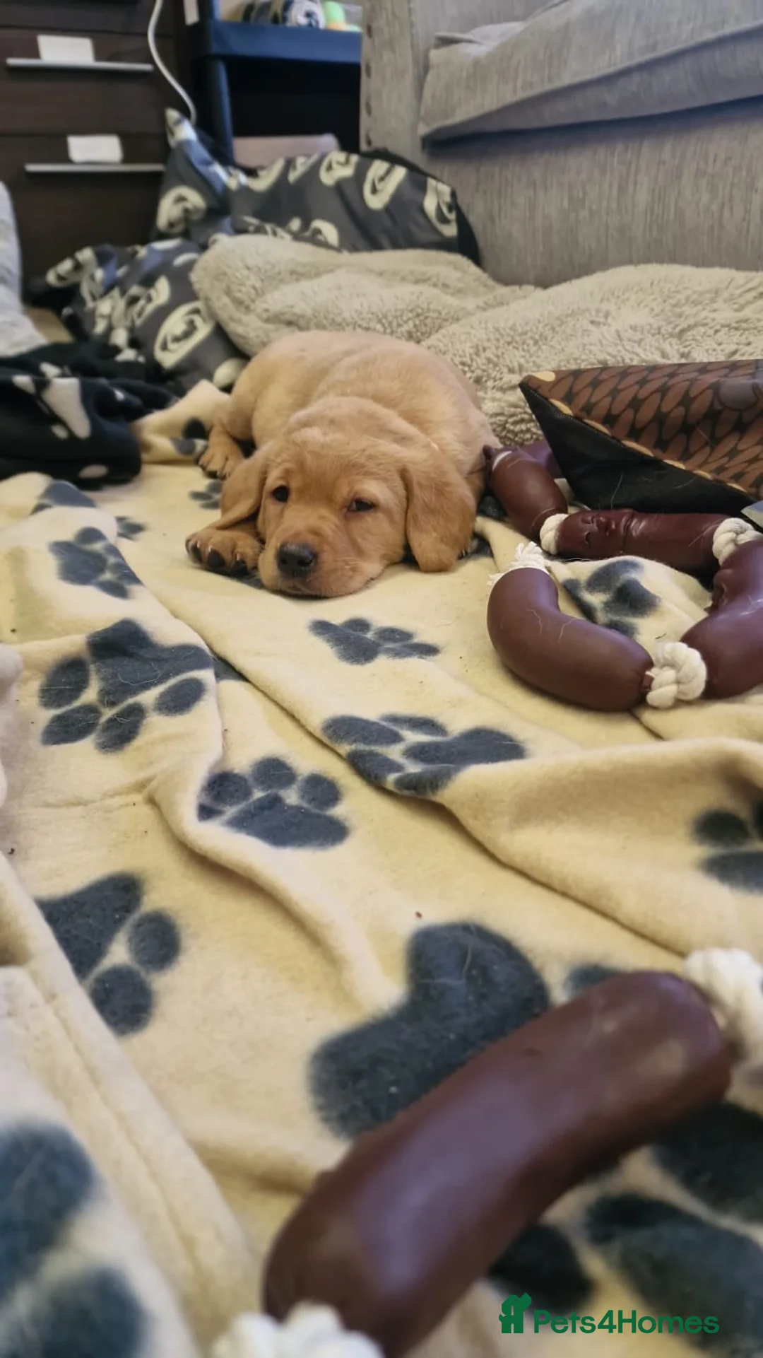 Labrador Retriever dogs for sale: ADORABLE LABRADOR PUPPIES KC REGISTERED - Advert 2