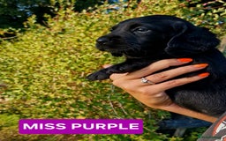 Cockerdor dogs for sale: 🐾FULL HEALTH TESTED BLACK COCKERDORS FOR SALE🐾 in Market Drayton - Image 16