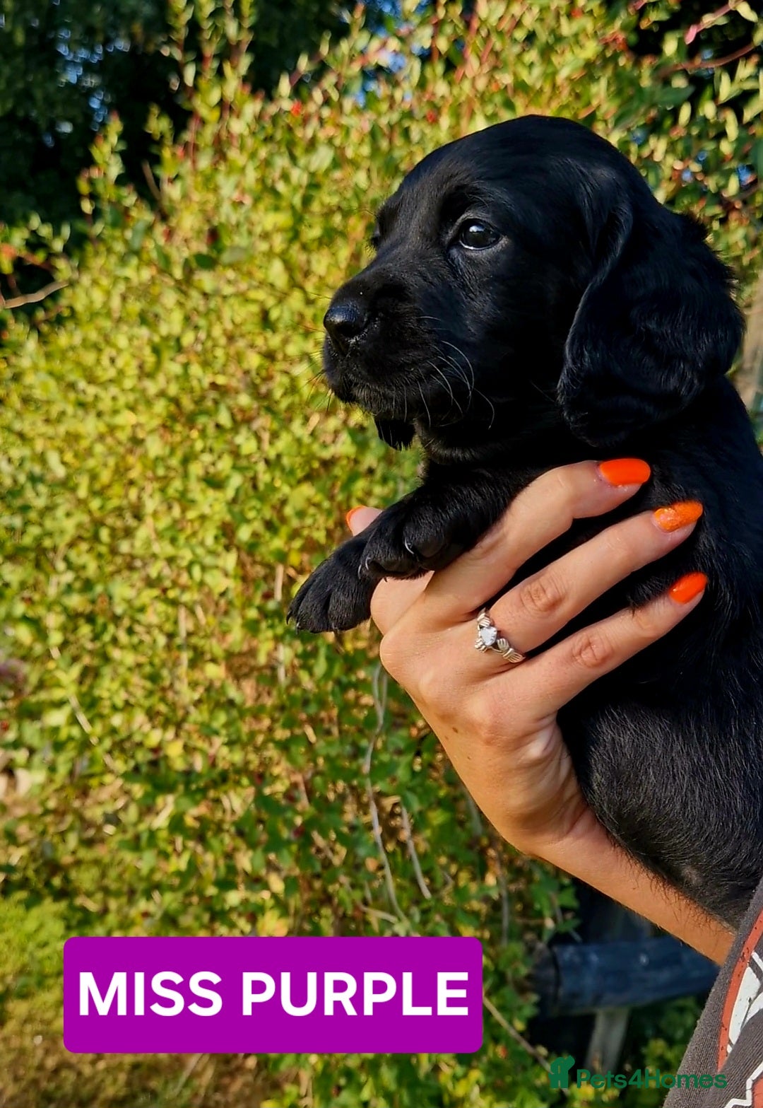 Cockerdor dogs for sale: 🐾FULL HEALTH TESTED BLACK COCKERDORS FOR SALE🐾 in Market Drayton - Image 16