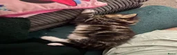 Mixed Breed cats for sale: Beautiful fluffy kittens ready for there new home - Advert 3