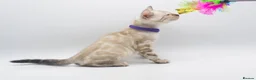 Bengal cats for sale: Stunning TICA Registered Bengal Kittens - Advert 11