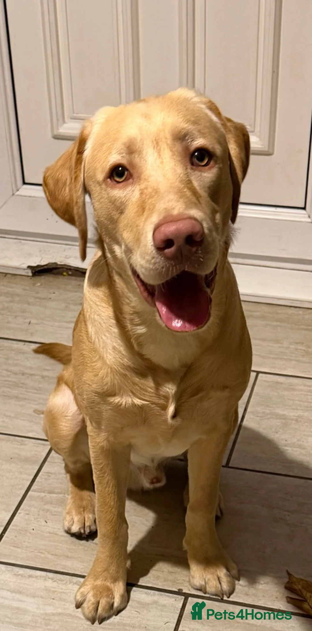 Labrador Retriever dogs for sale: Max the Labrador  - Advert 2