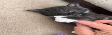 Maine Coon 3