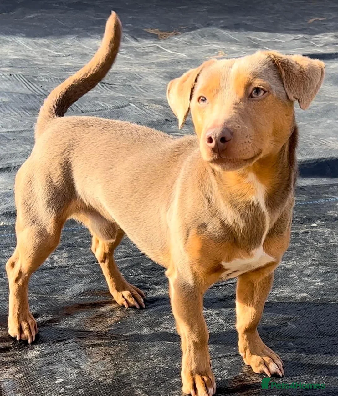 Jack Russell dogs for stud: DONJACKS RANGER - imported lilac & tan stud dog in Doncaster - Advert 15