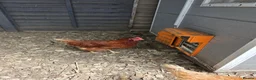 Chickens poultry for sale: Two lohmann brown hens  - Advert 2