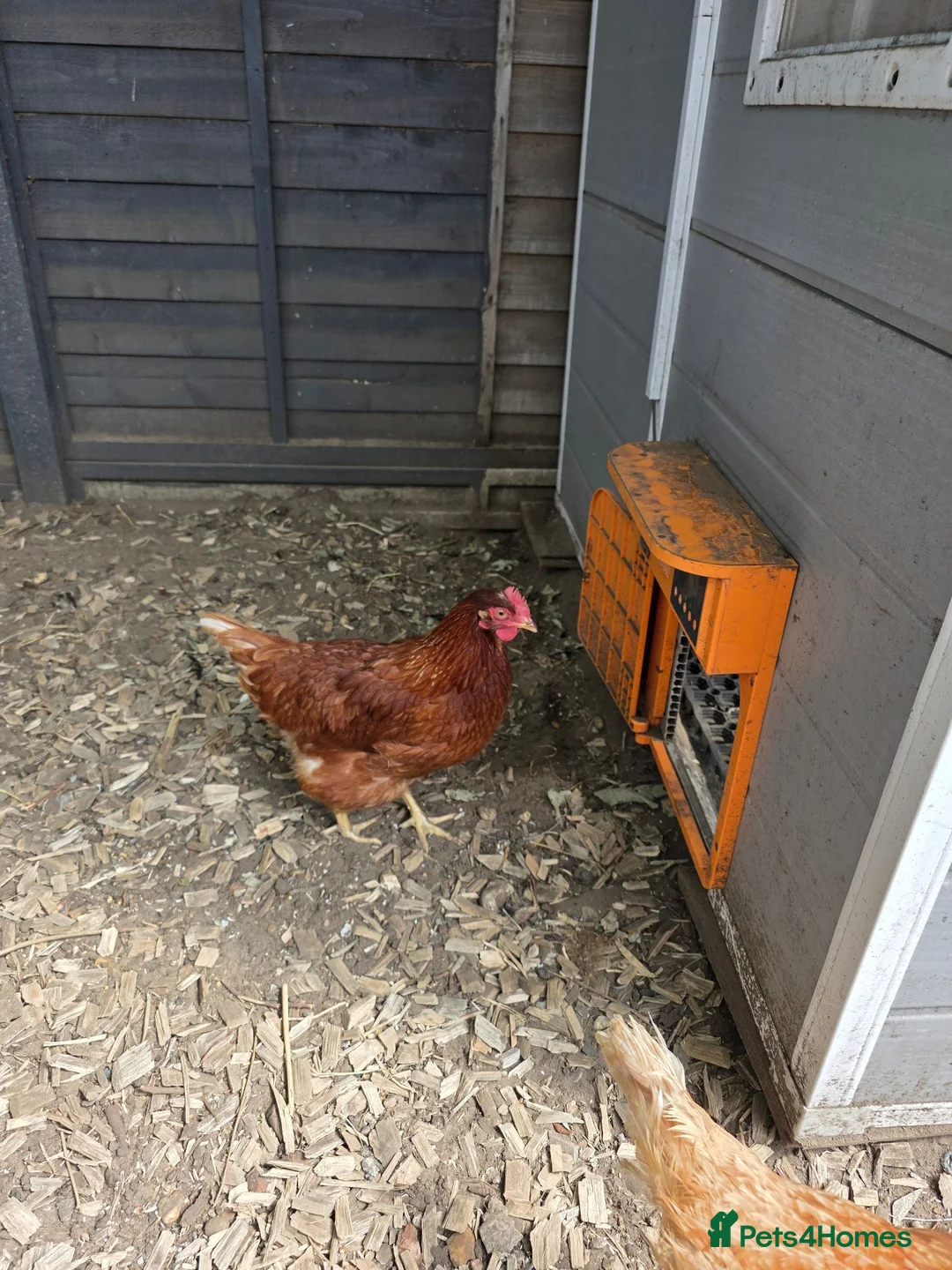 Chickens poultry for sale: Two lohmann brown hens  - Advert 2