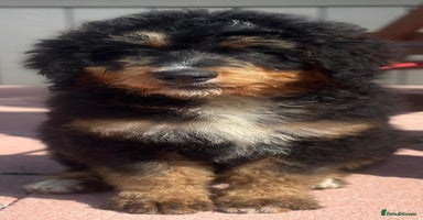 Bernedoodle dogs - Advert 15