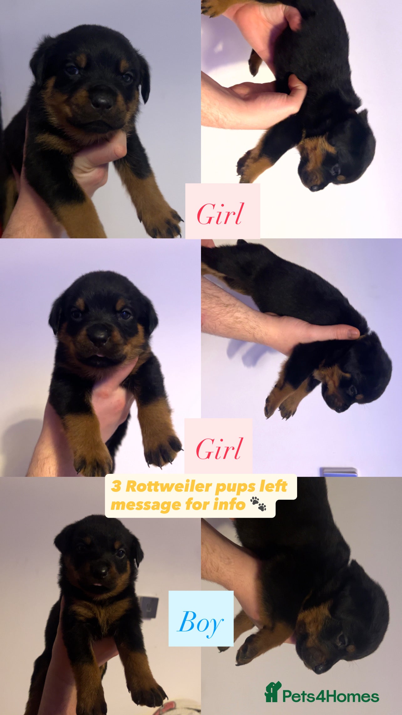 Rottweiler dogs 9 purebred Rottweiler puppies for sale - Advert 14