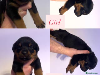Rottweiler dogs 9 purebred Rottweiler puppies for sale - Advert 3
