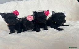 Yorkshire Terrier dogs for sale: Yorkshire terrier Tea cup puppies 480g at 8 weeks - Image 4