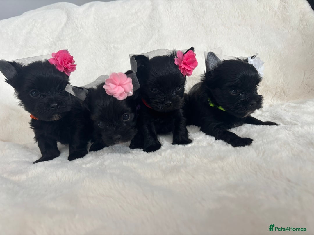 Yorkshire Terrier dogs for sale: Yorkshire terrier Tea cup puppies 480g at 8 weeks - Image 4
