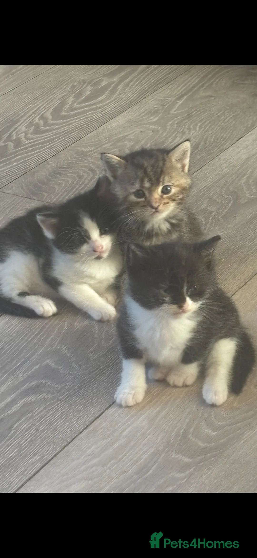 Mixed Breed cats for sale: Two black and white female cats  - Advert 2