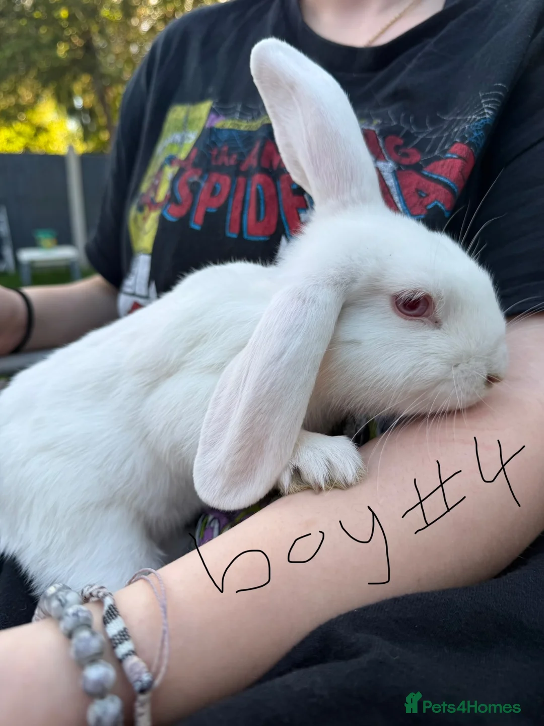 Mini Lop rabbits for sale: Mini lops for sale - Advert 4