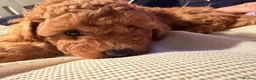 Poochon dogs for sale: Beautiful Red Poochon Girls ❤️ in Sevenoaks - Advert 9