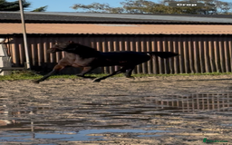 English Thoroughbred horses for sale: X2 safe stunning geldings alrounders - Image 18