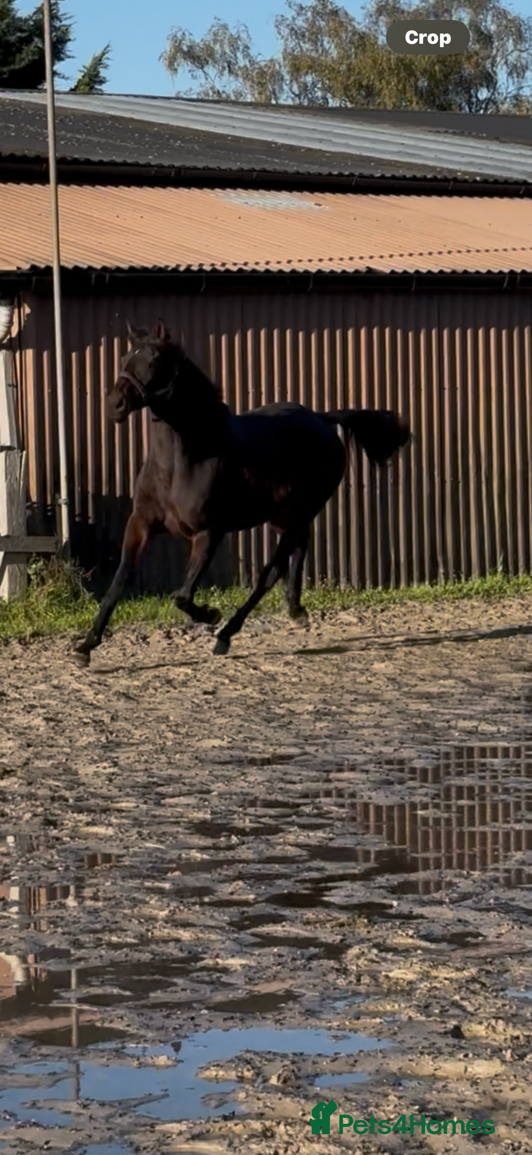 English Thoroughbred horses for sale: X2 safe stunning geldings alrounders - Image 18