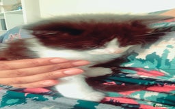 Mixed Breed cats for sale: Lovely kitten Are looking for Loving home - Image 13