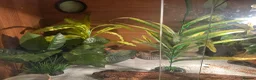 Leopard Gecko reptiles for sale: Male leopard gecko , with tank and accessories  in Canterbury - Advert 3